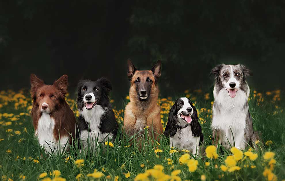 Øjenundersøgelse for PRA Hunde øre- & øjenlidelser