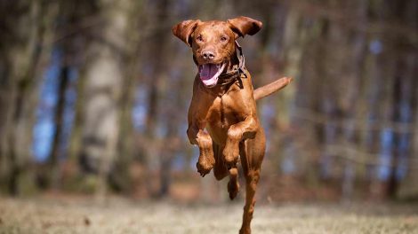 Øremider Hunde øre- & øjenlidelser