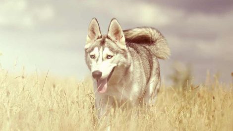 Endoskopi Hunde hos dyrlagen