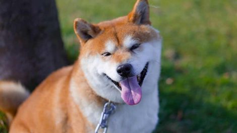 Sterilisation Hunde hos dyrlagen