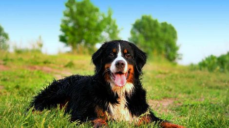 Vaccineret - Hvad sker der? Hunde hos dyrlagen