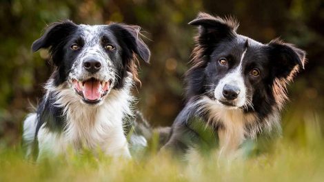 Æder egen afføring Hunde spørg dyrlagen