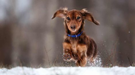 Hvor gammel er din hund? Hunde generelt