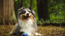 Hudsygdomme pga. overfølsomhed Hunde sygdomme