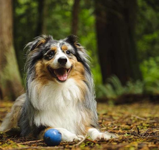 Hudsygdomme pga. overfølsomhed Hunde sygdomme