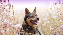 Fransk hjerteorm Hunde sygdomme