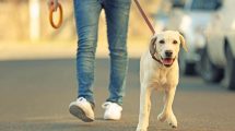 Grå stær  - Kataraktundersøgelse Hunde øre- & øjenlidelser
