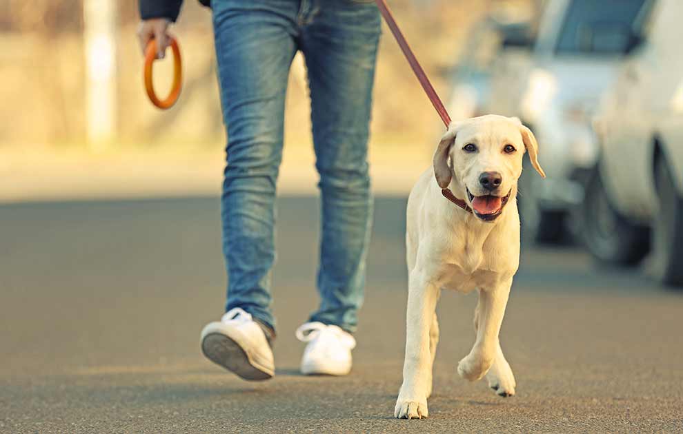 Grå stær  - Kataraktundersøgelse Hunde øre- & øjenlidelser