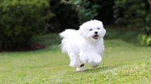 Blærebetændelse Hunde sygdomme