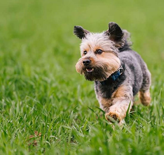 Klolidelser Hunde sygdomme