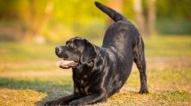 Ørebetændelse Hunde øre- & øjenlidelser