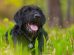 Bidsår Hunde førstehjælp