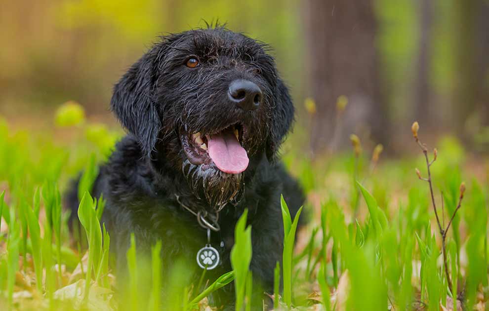 Bidsår, Dyrlægevagten