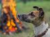 Slikkeeksem Hunde hudproblemer
