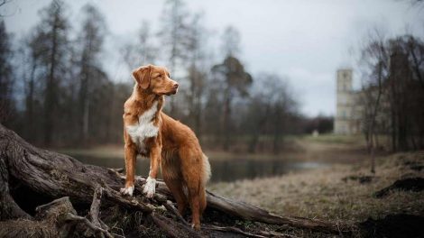 Hundeforsikring Hunde generelt
