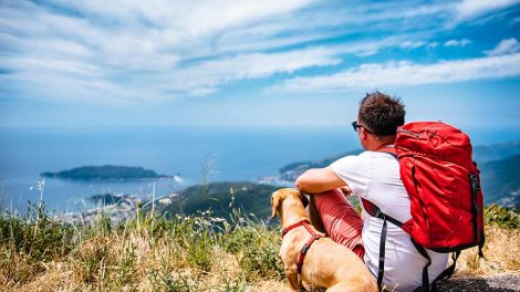 Døvhed Hunde øre- & øjenlidelser