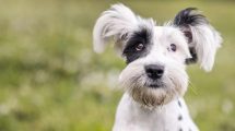Epilepsi Hunde sygdomme