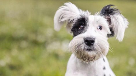 Epilepsi Hunde sygdomme