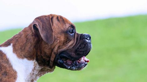 Korsbåndsskade Hunde sygdomme