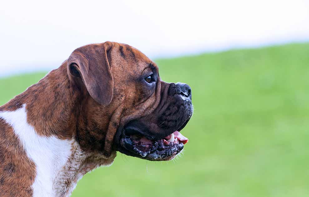 Korsbåndsskade Hunde sygdomme