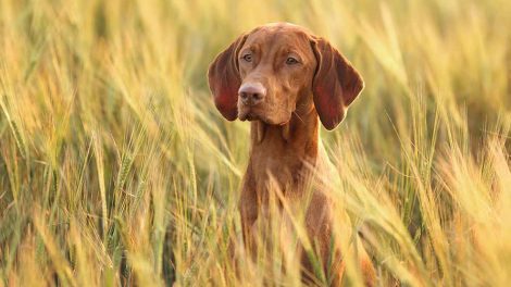 Mundbetændelse Hunde sygdomme
