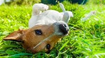 Ganespalte Hunde sygdomme