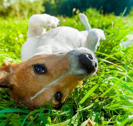 Ganespalte Hunde sygdomme