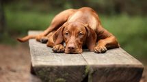Kejsersnit Hunde fødsler