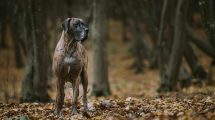 1. Før du køber hund Hunde generelt