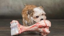 3. Den første tid ... Hunde generelt