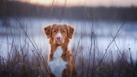 Når hunden ikke kan være alene Hunde generelt