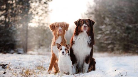 Operationspatienten Hunde hos dyrlagen