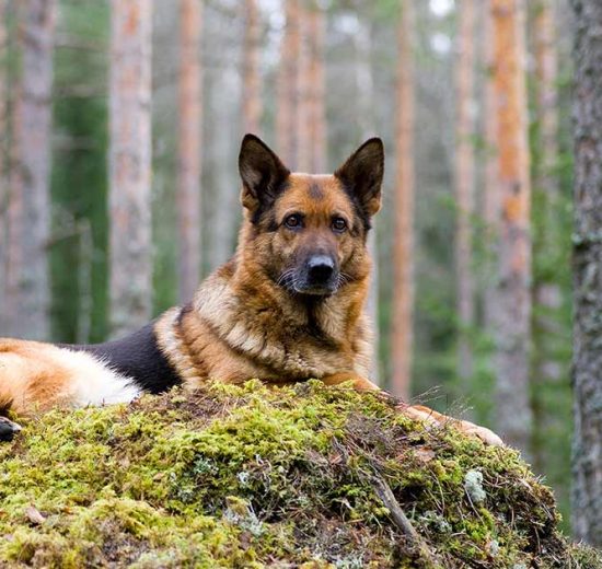 Benhindebetændelse Hunde sygdomme