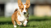 Bugspytkirtel lidelser Hunde sygdomme