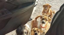 Nyrelidelser Hunde sygdomme