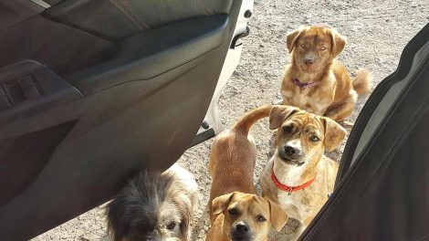 Nyrelidelser Hunde sygdomme