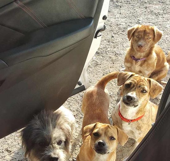 Nyrelidelser Hunde sygdomme