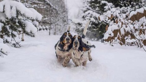 Opkast og diarré Hunde sygdomme