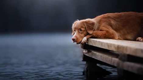 Rottegift Hunde førstehjælp