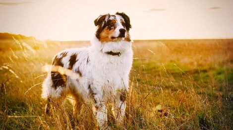 Sygeforsikring af hund Hunde generelt