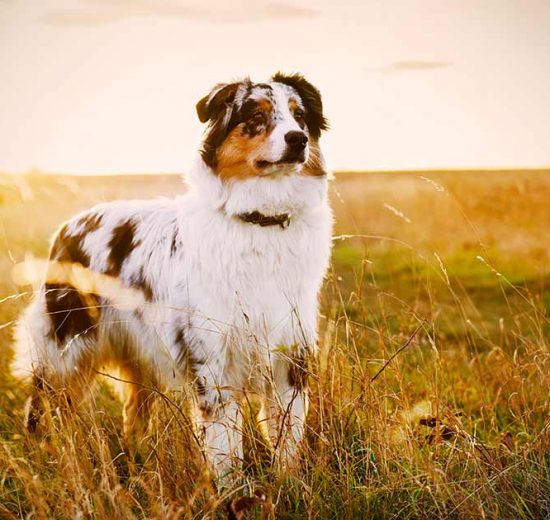 Sygeforsikring af hund Hunde generelt