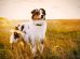 Sygeforsikring af hund Hunde generelt