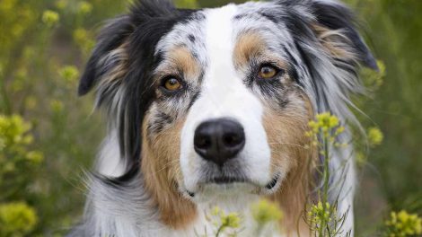 Rødt øje-undersøgelse Hunde øre- & øjenlidelser