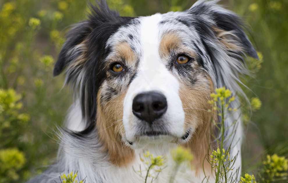 Deqenereret gen Lav Rødt øje-undersøgelse - Hunde øre- & øjenlidelser - Dyrlægevagten