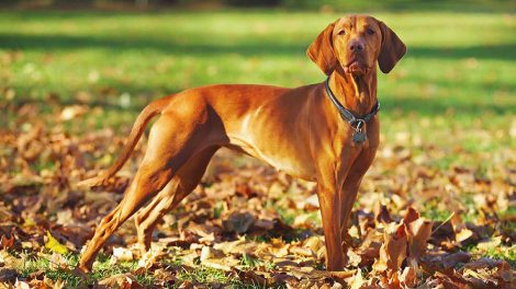 Sundt for ældre at have kæledyr Hunde generelt