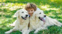 Halelammelse Hunde sygdomme