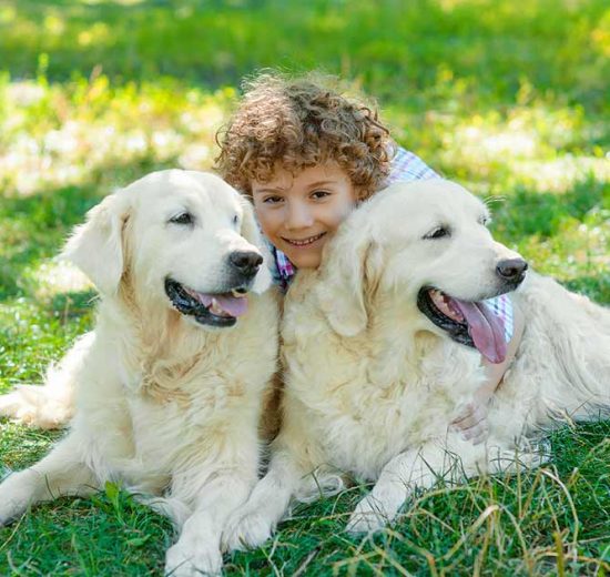 Halelammelse Hunde sygdomme