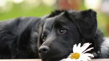 Autoimmun hæmolytisk anæmi Hunde sygdomme