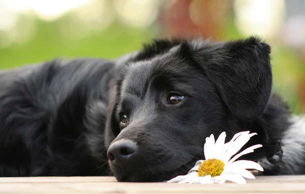 Skab gåde Oversigt Autoimmun hæmolytisk anæmi - Hunde sygdomme - Dyrlægevagten