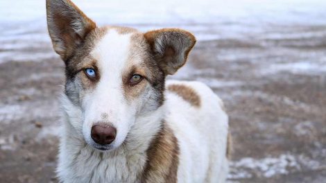 Tvekønnethed Hunde fødsler